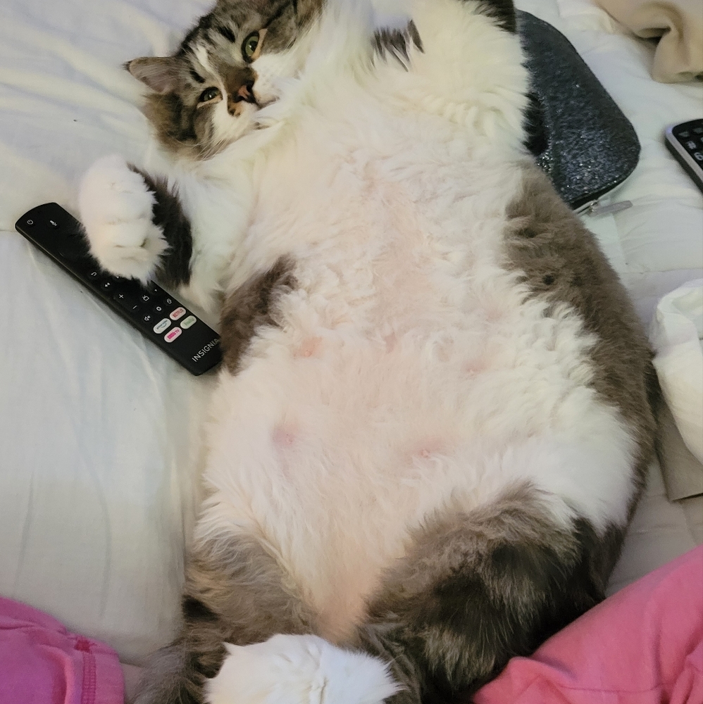 Pets!! - Picture 8 of 12